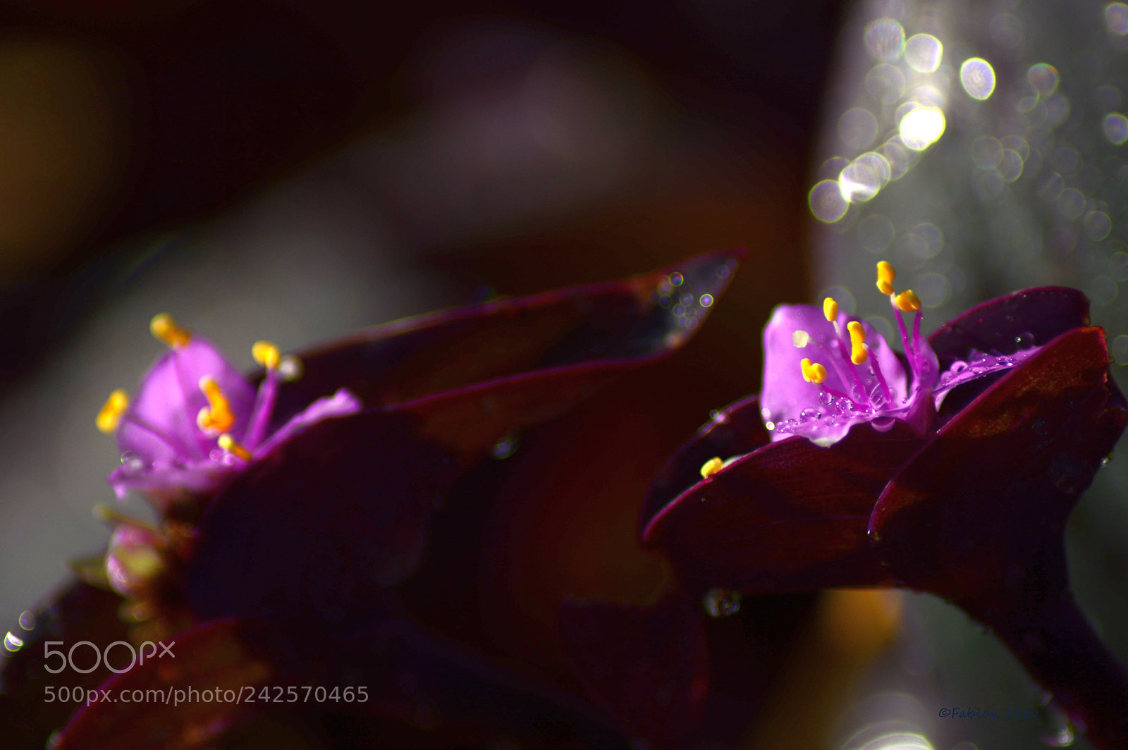 Nikon D3200 sample photo. Viole photography