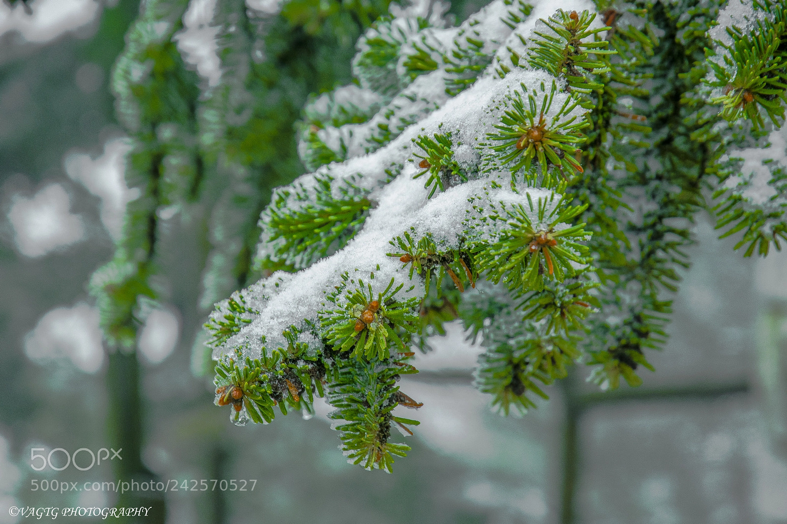 Nikon D3400 sample photo. A fir with snow photography