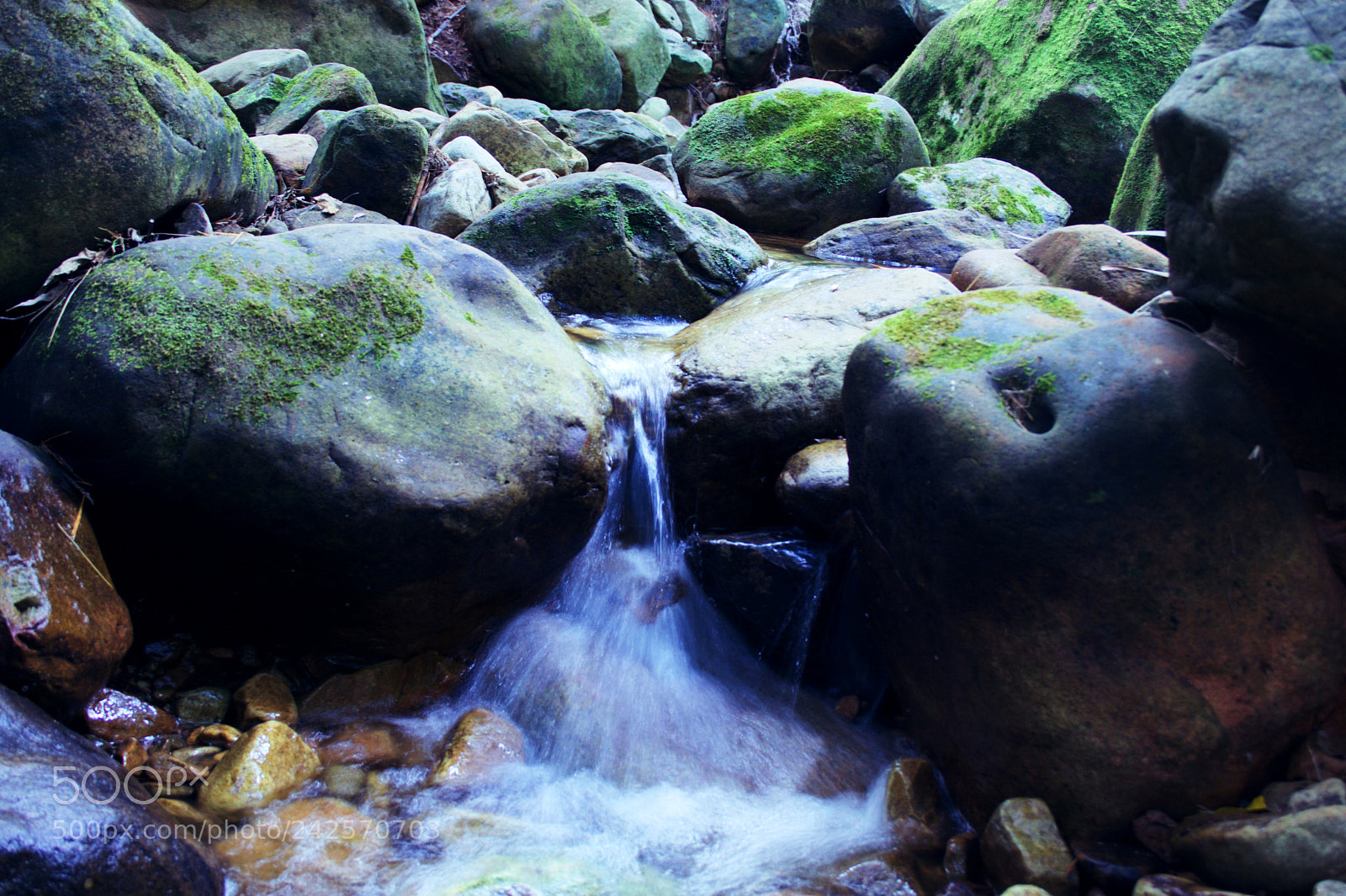 Canon EF-S 18-55mm F3.5-5.6 II sample photo. Walking in the woods photography