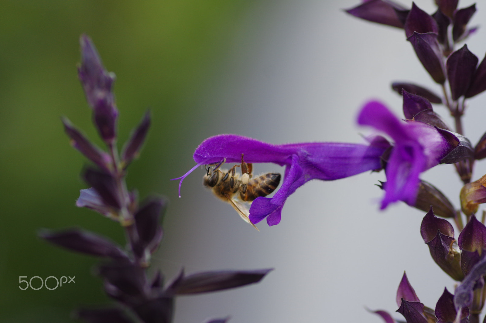 Pentax K-3 II + Pentax smc D-FA 100mm F2.8 Macro WR sample photo. The acrobat photography