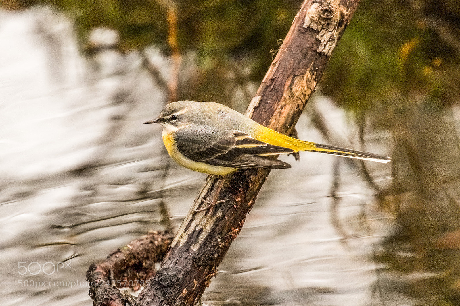 Canon EOS 7D Mark II sample photo. Grey wagtail photography
