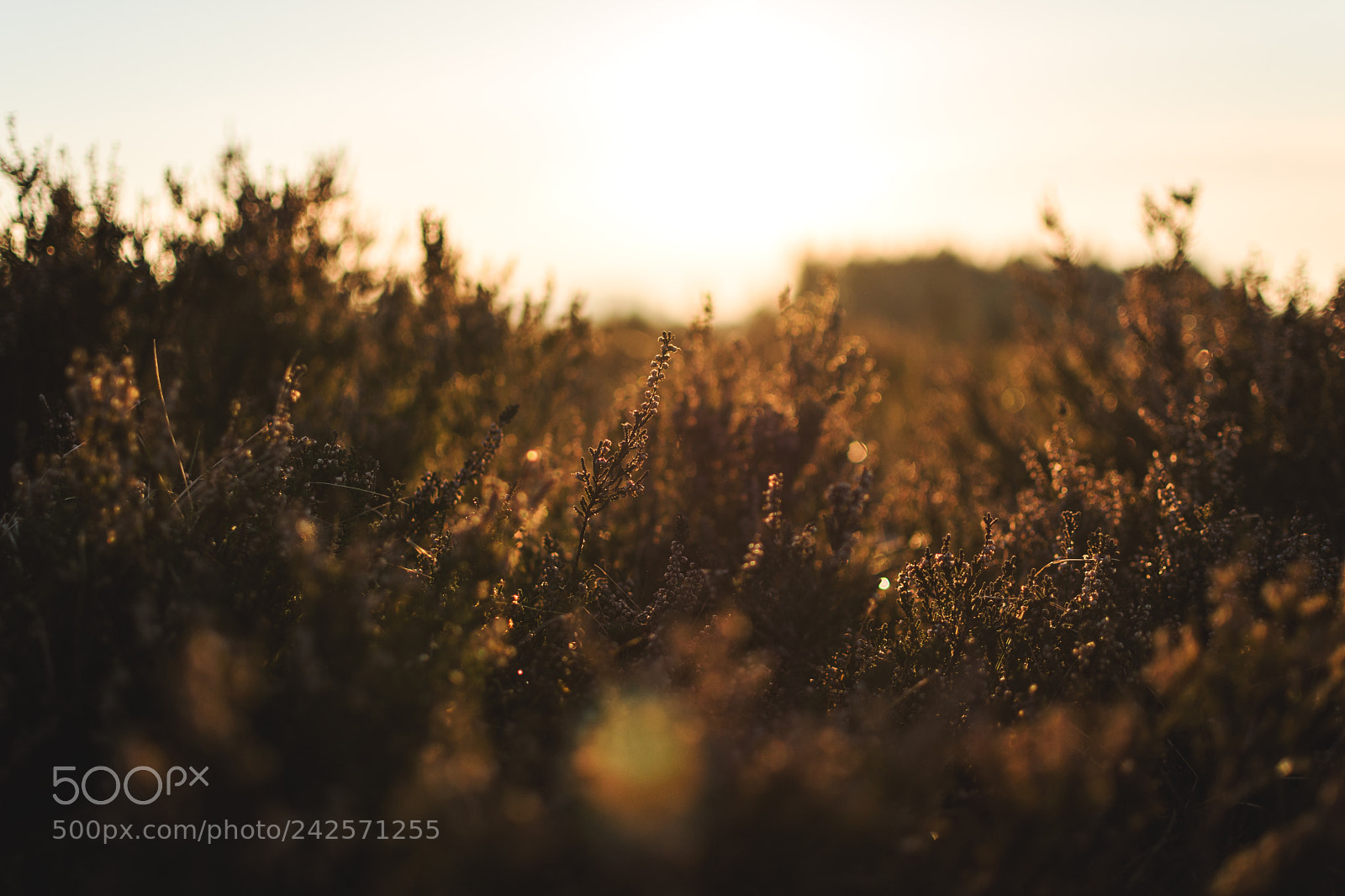 Nikon D5500 sample photo. Bruy re ras du photography