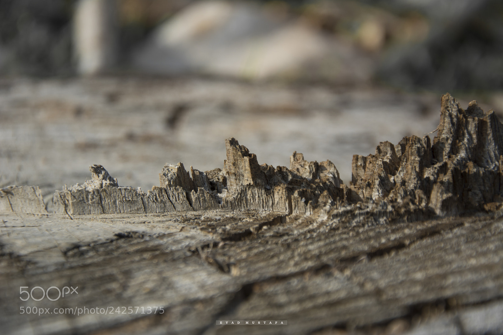 Nikon D7100 sample photo. City in the wood photography