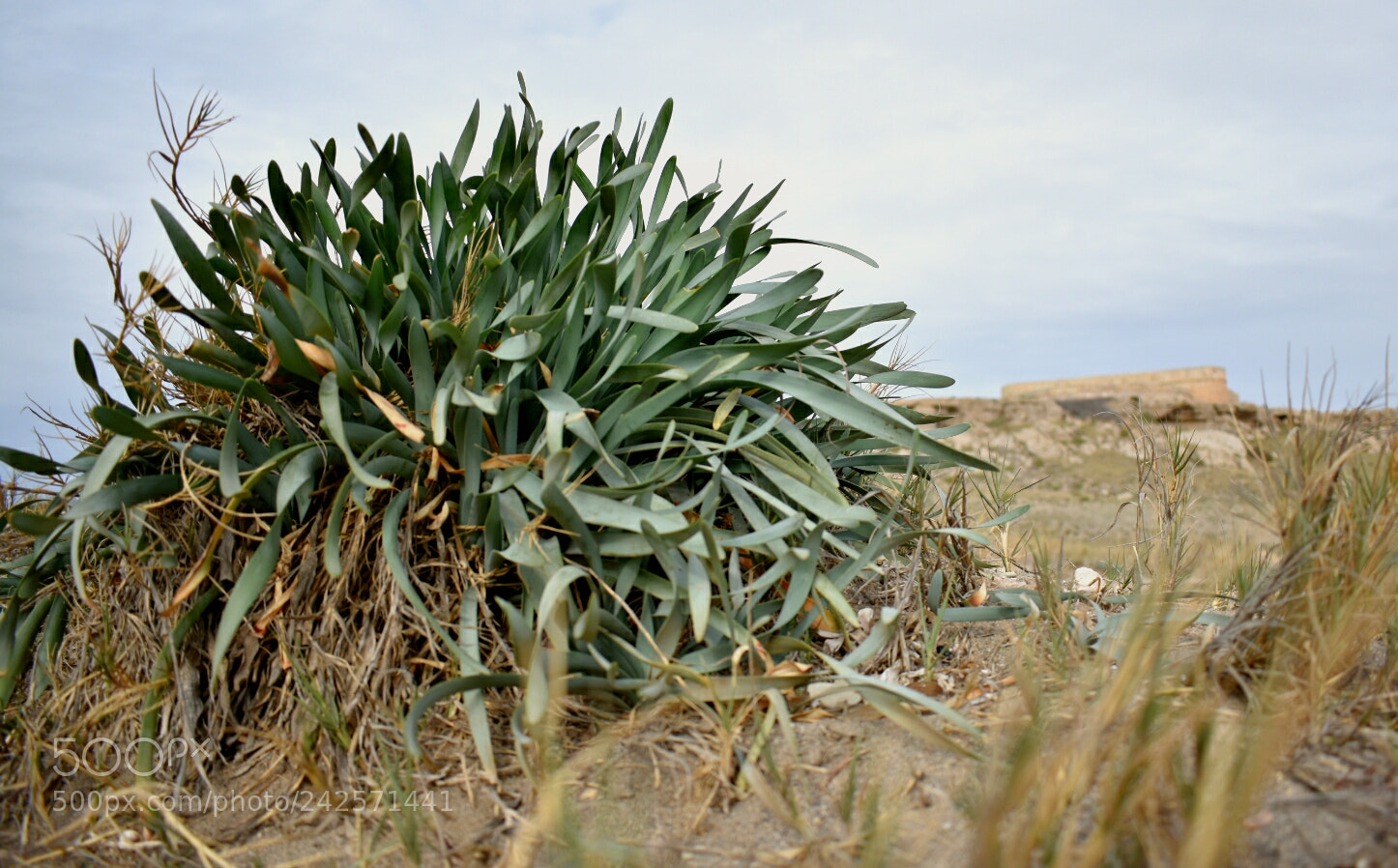 Nikon D3400 sample photo. Bush photography