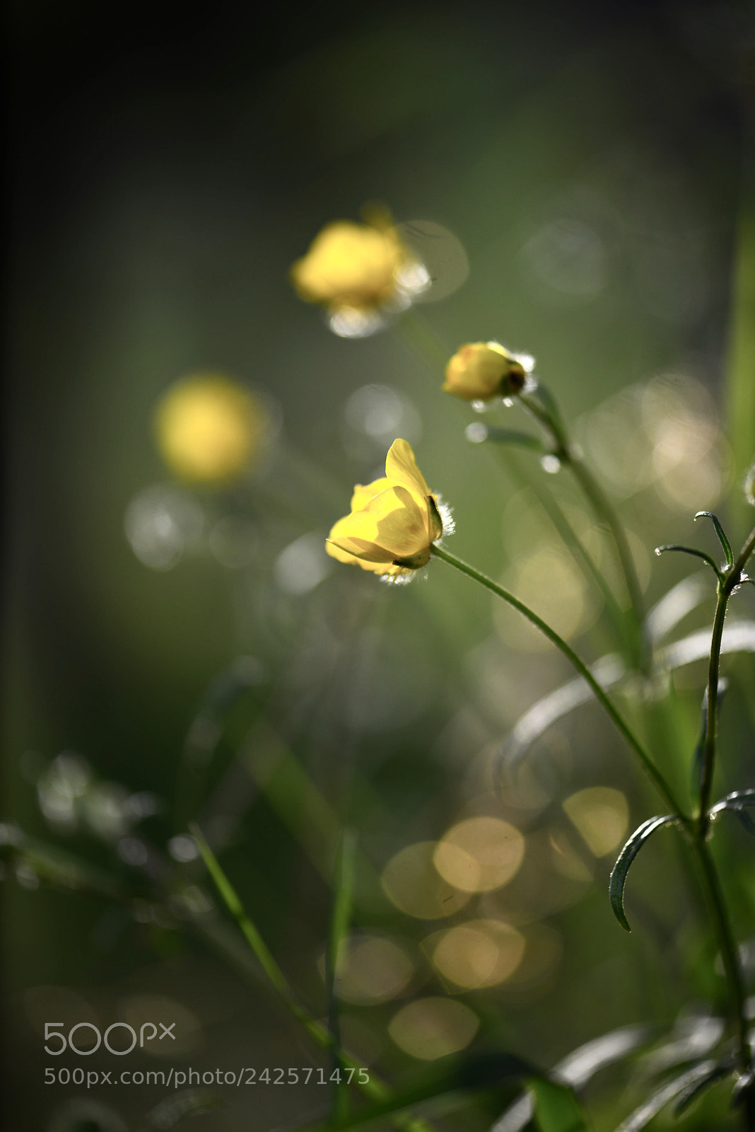 Nikon D600 sample photo. Untitled photography