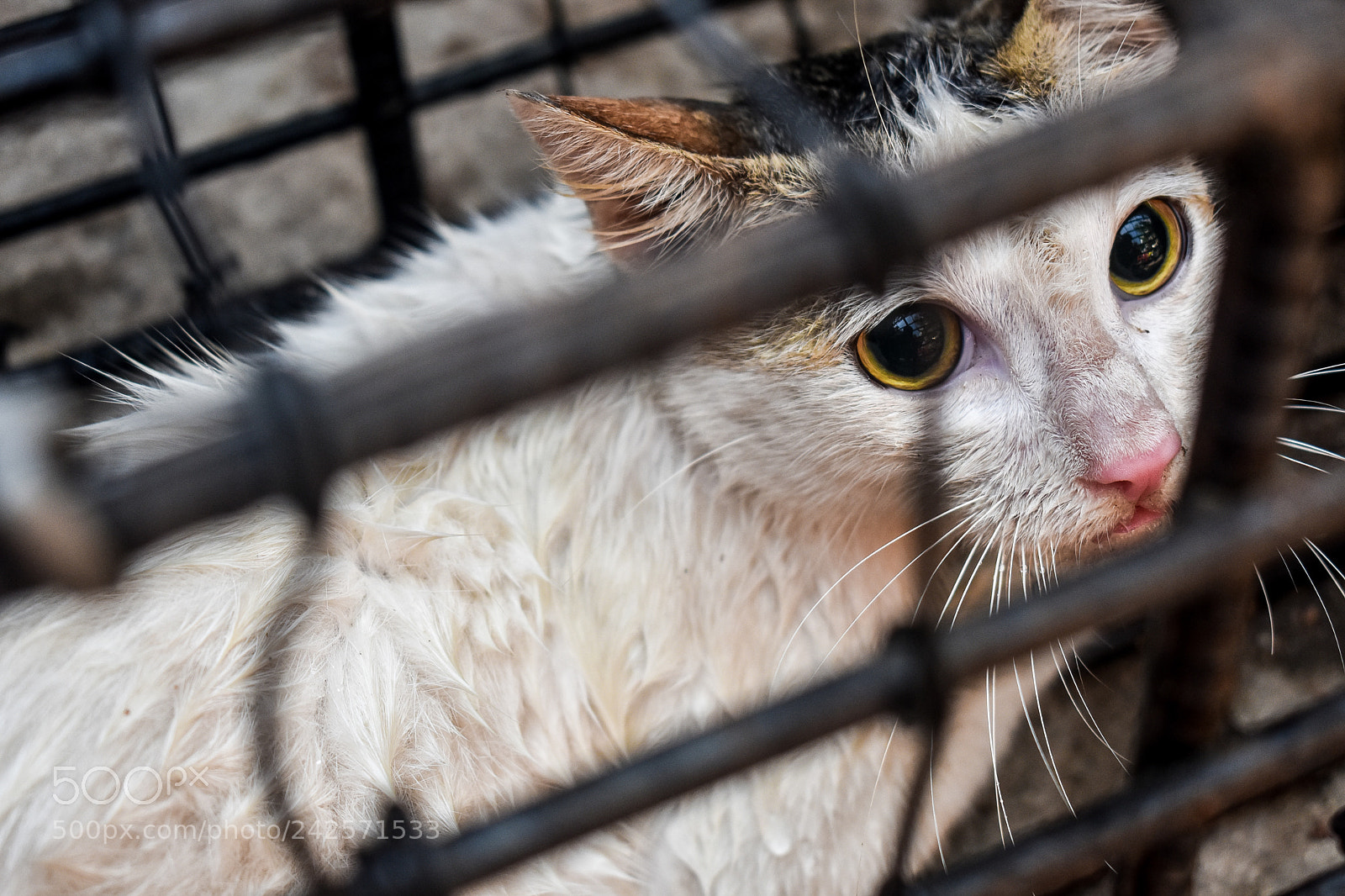 Nikon D3400 sample photo. Trapped photography