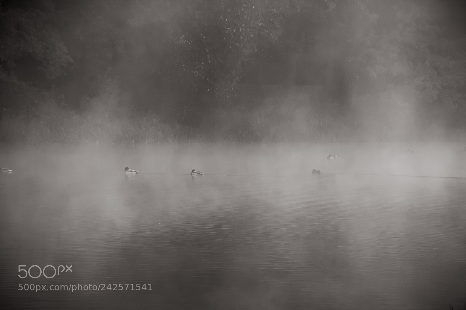 Canon EOS 60D sample photo. Foggy morning photography