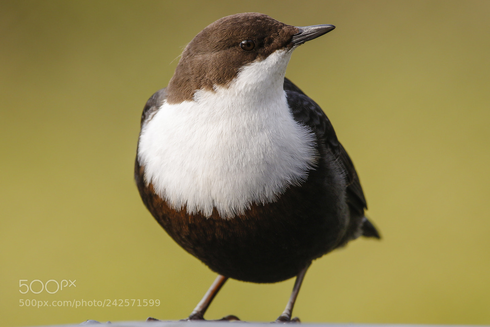 Canon EOS 7D Mark II sample photo. White-throated dipper photography