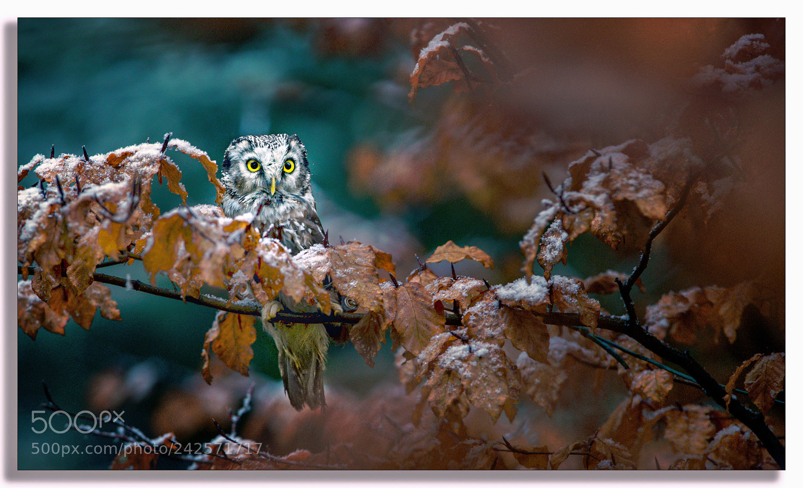 Canon EOS-1D X sample photo. Startled .... photography
