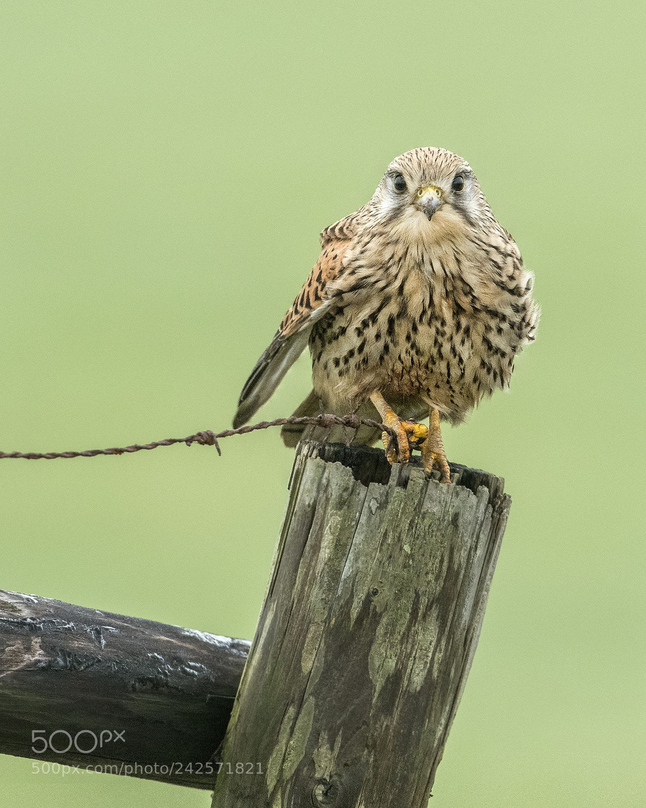 Nikon D500 sample photo. Kestrel on a wet photography