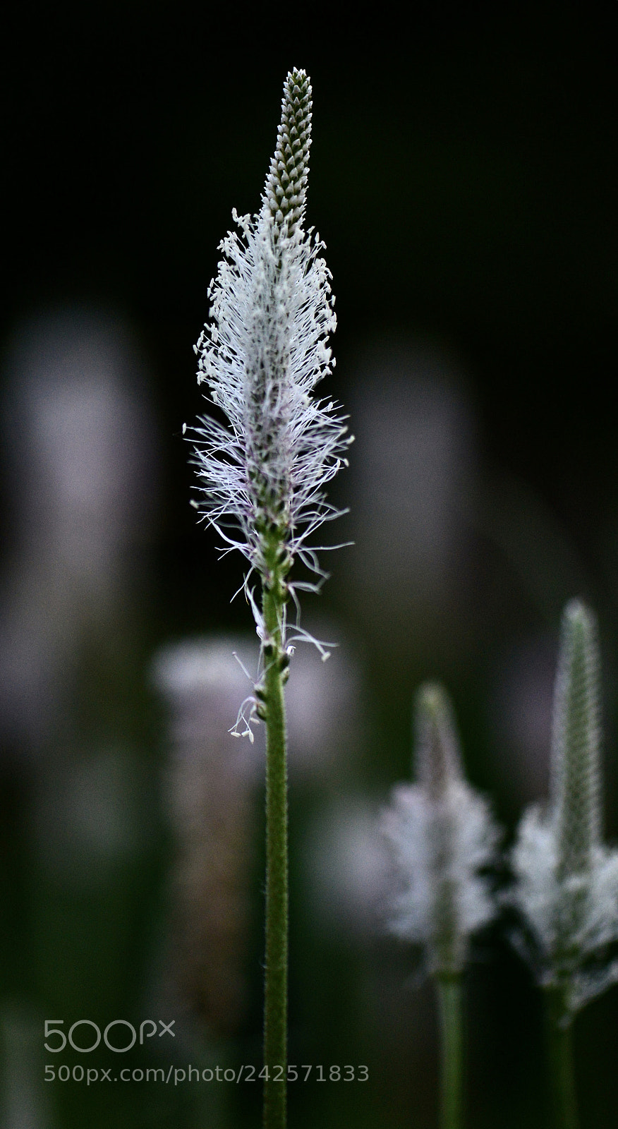 Nikon D600 sample photo. Untitled photography
