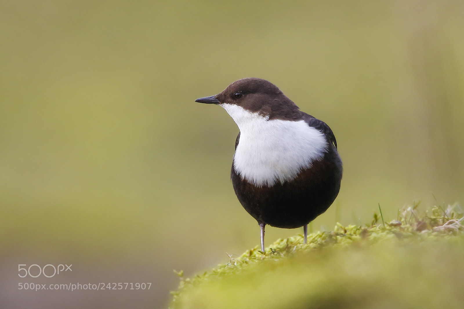 Canon EOS 7D Mark II sample photo. White-throated dipper photography