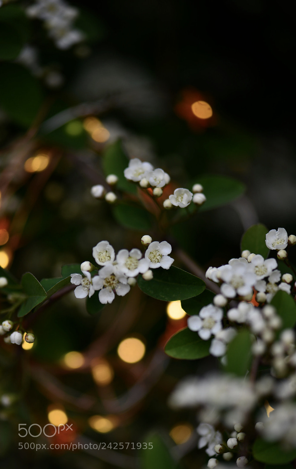 Nikon D600 sample photo. Untitled photography