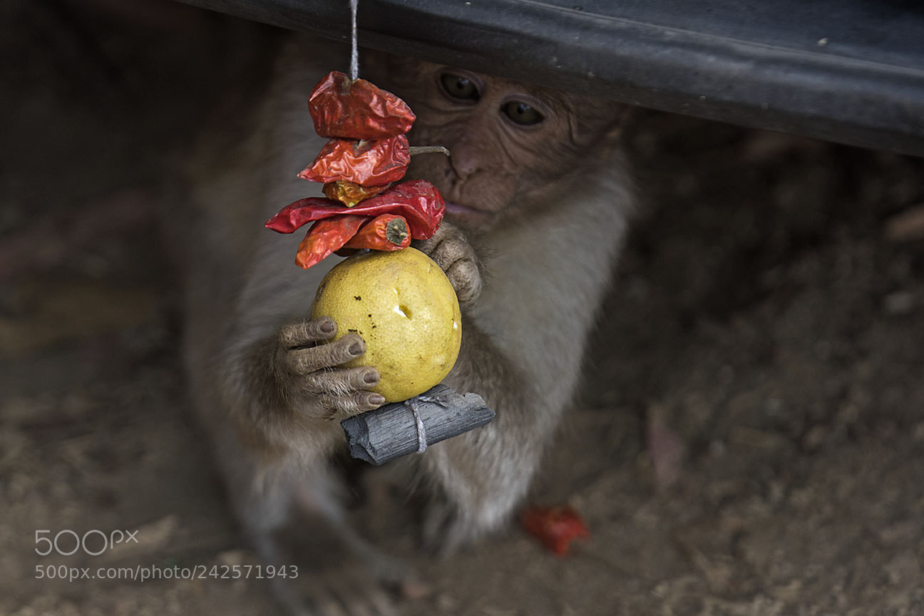 Nikon D810 sample photo. Curiosity photography