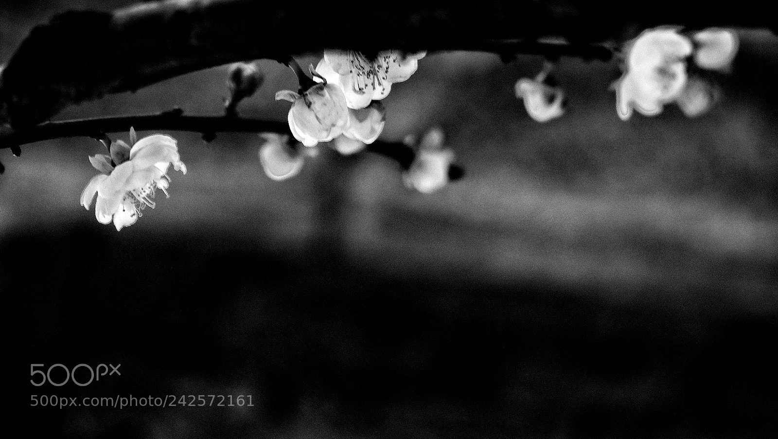 Olympus PEN-F sample photo. Untitled photography