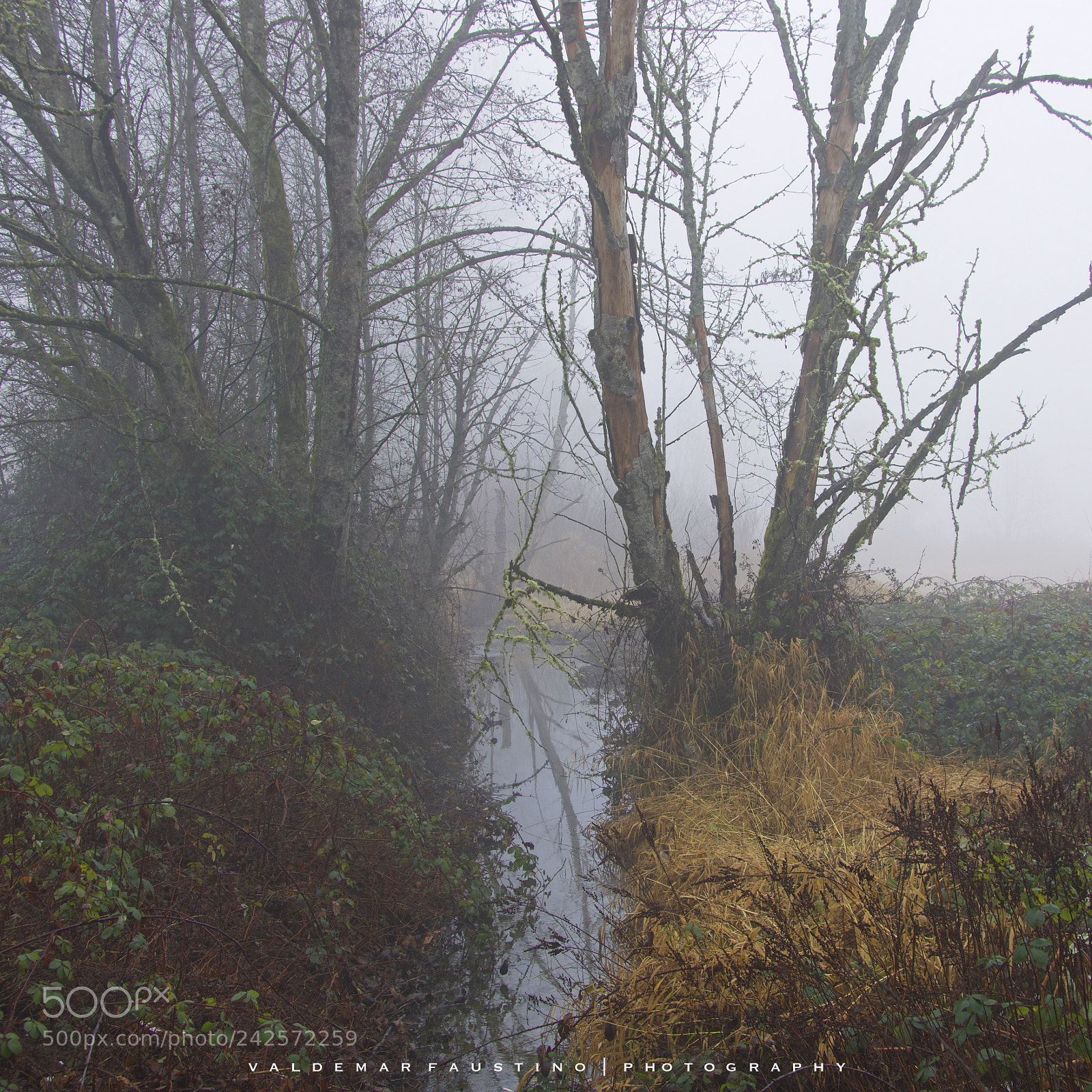 Canon EOS 7D Mark II sample photo. Foggy creek photography