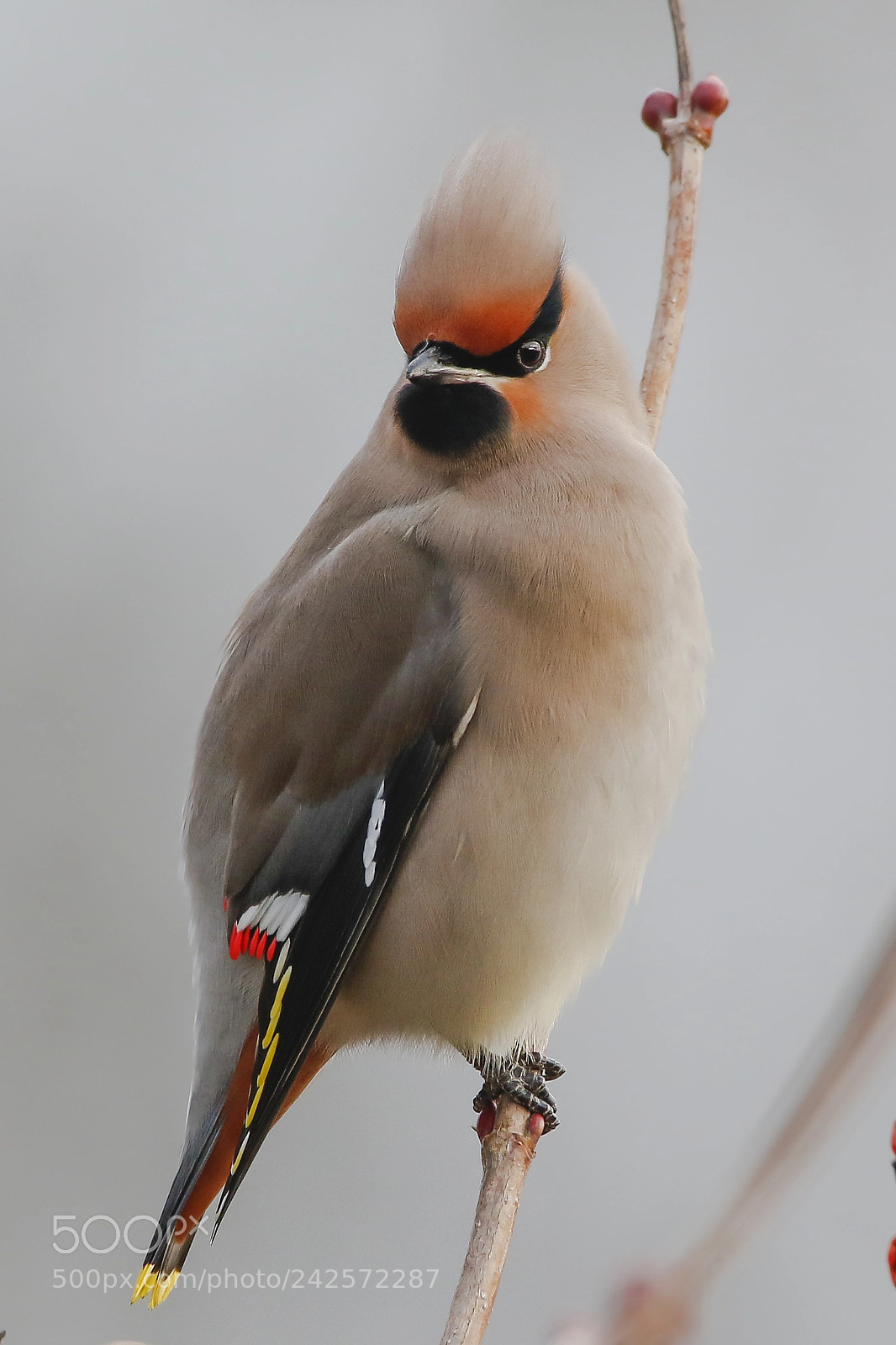 Canon EOS 7D Mark II sample photo. Bohemian waxwing photography