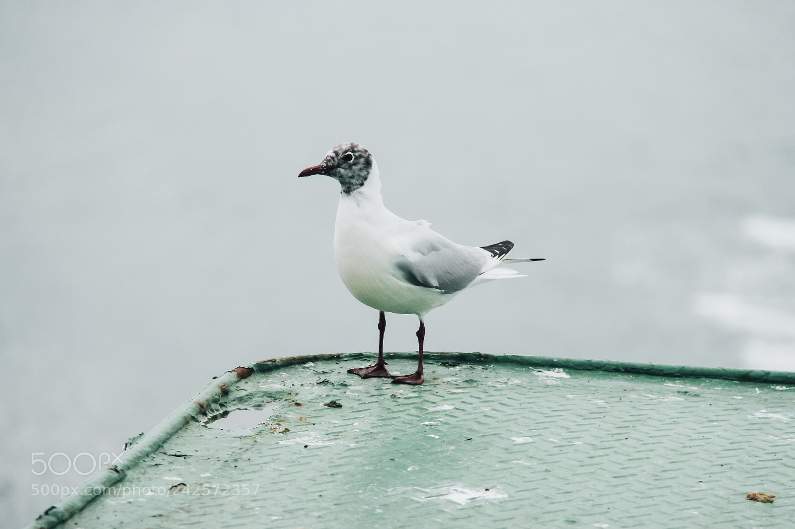 Canon EOS 60D sample photo. Seagull photography