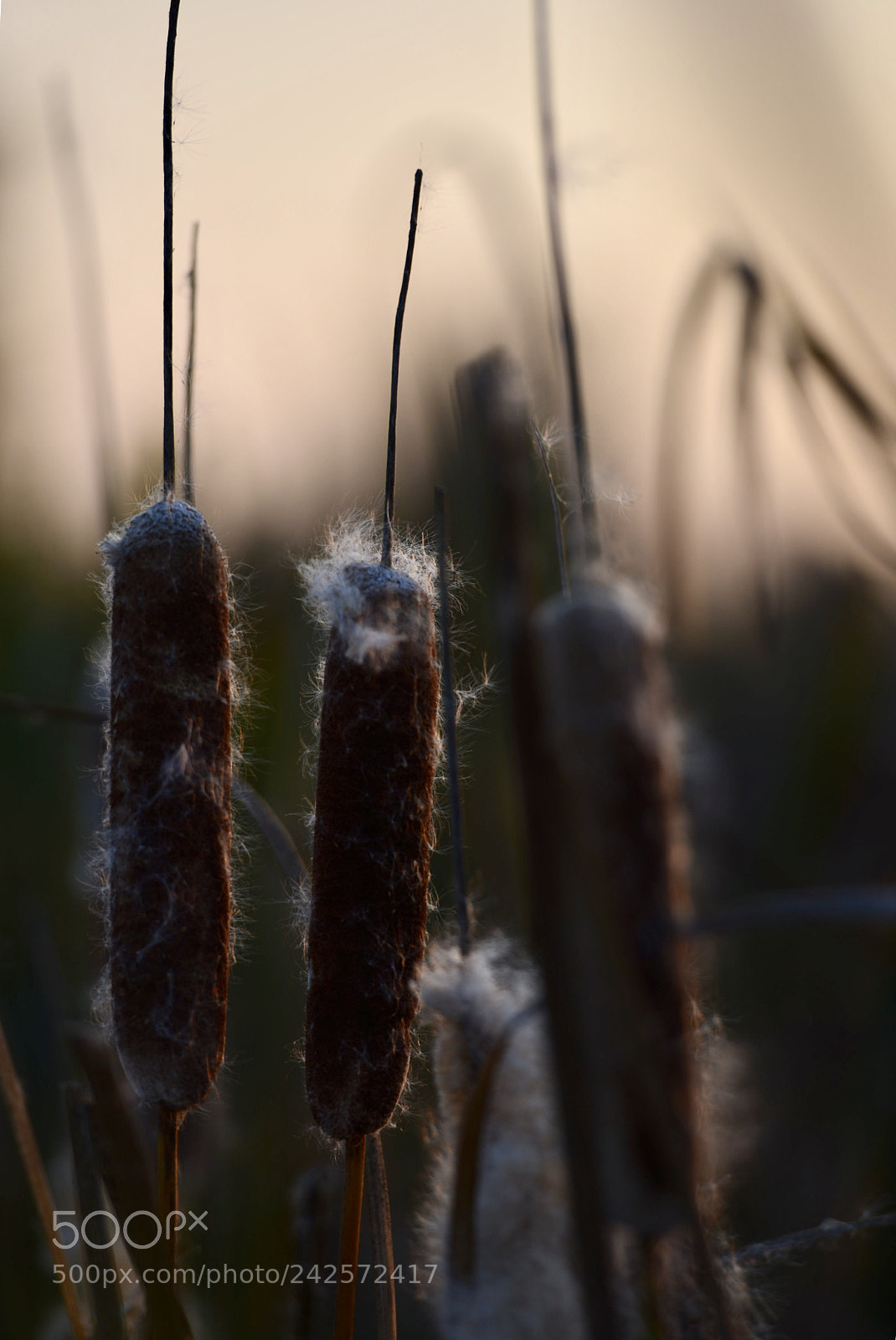Nikon D600 sample photo. Untitled photography