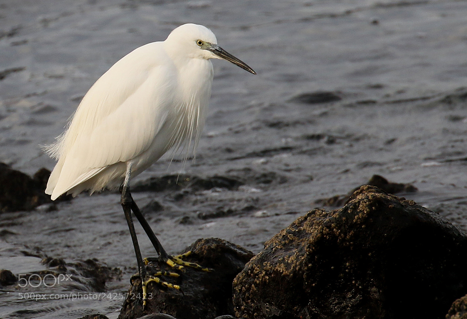 Canon EOS 7D Mark II sample photo. Egretta garzetta photography