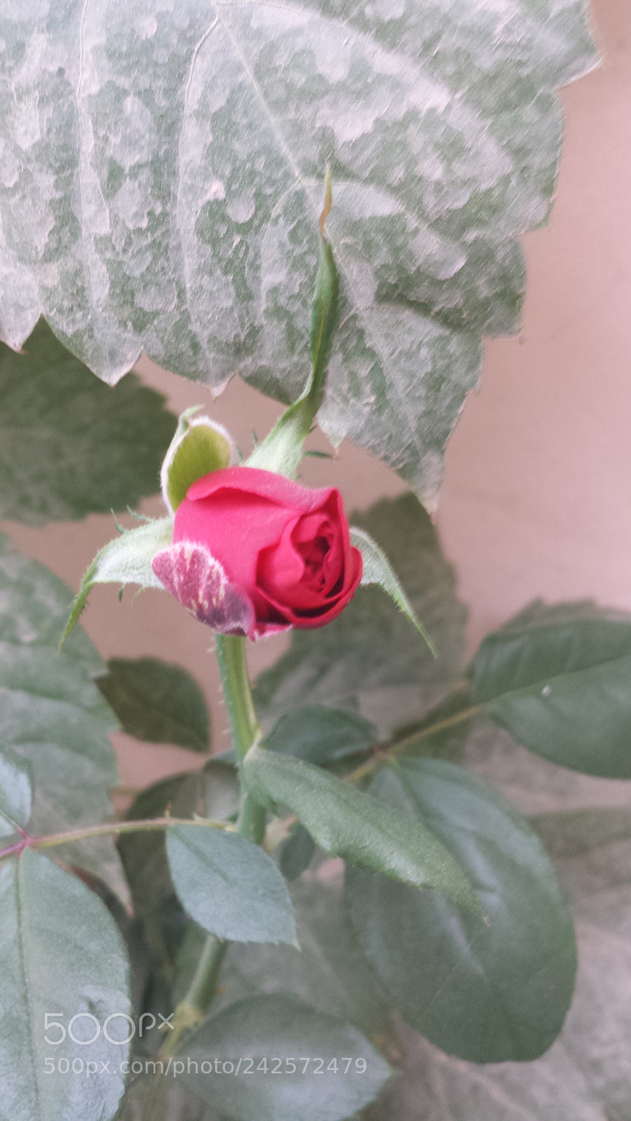 Samsung Galaxy S4 sample photo. Untitled photography