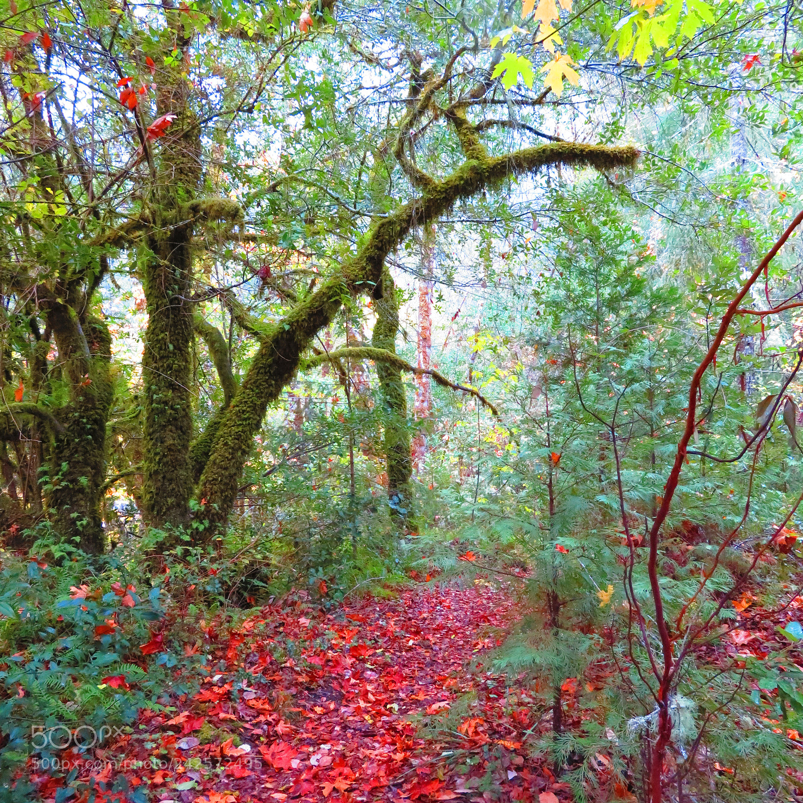 Canon PowerShot SX730 HS sample photo. Img photography