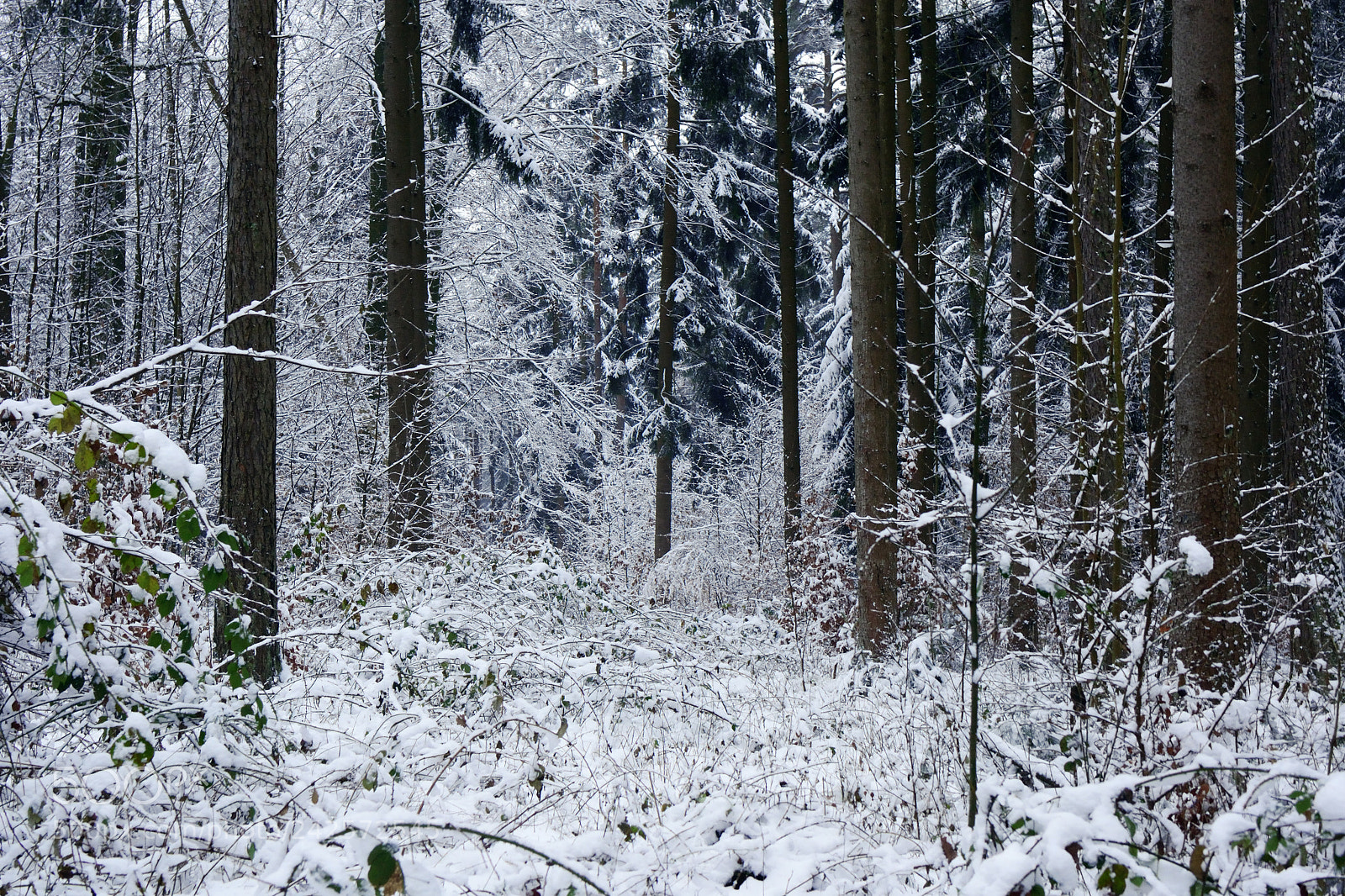 Nikon D3100 sample photo. Cold calm chaos photography