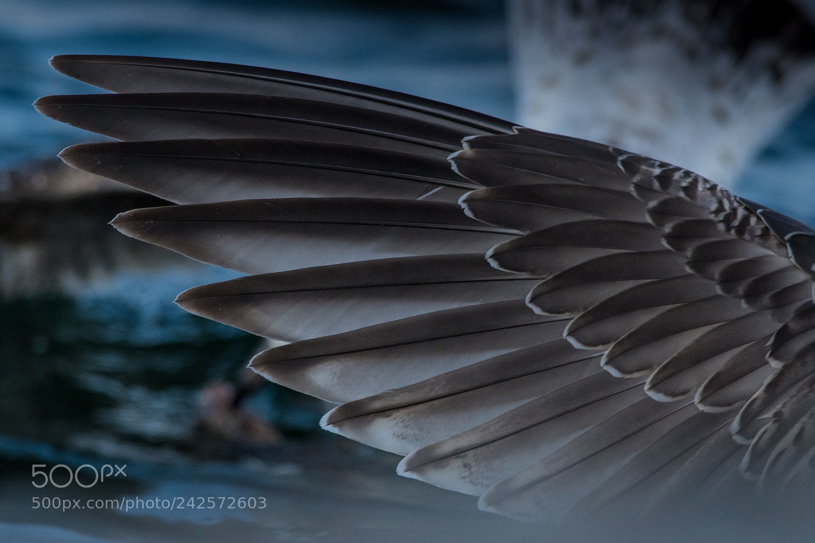 Nikon D500 sample photo. Seagull photography
