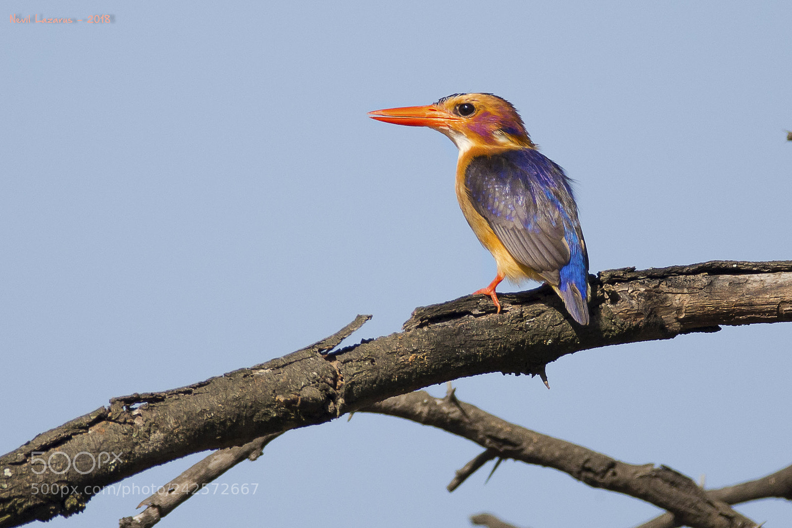 Canon EOS-1D X sample photo. Another african pygmy kingfisher photography