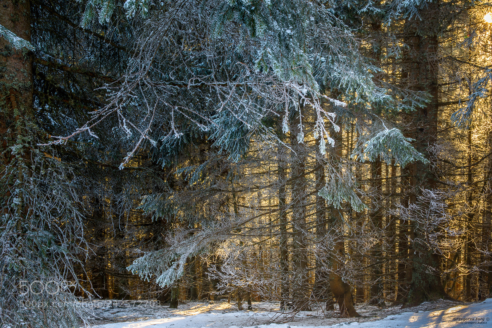 Nikon D7100 sample photo. A forest full of photography