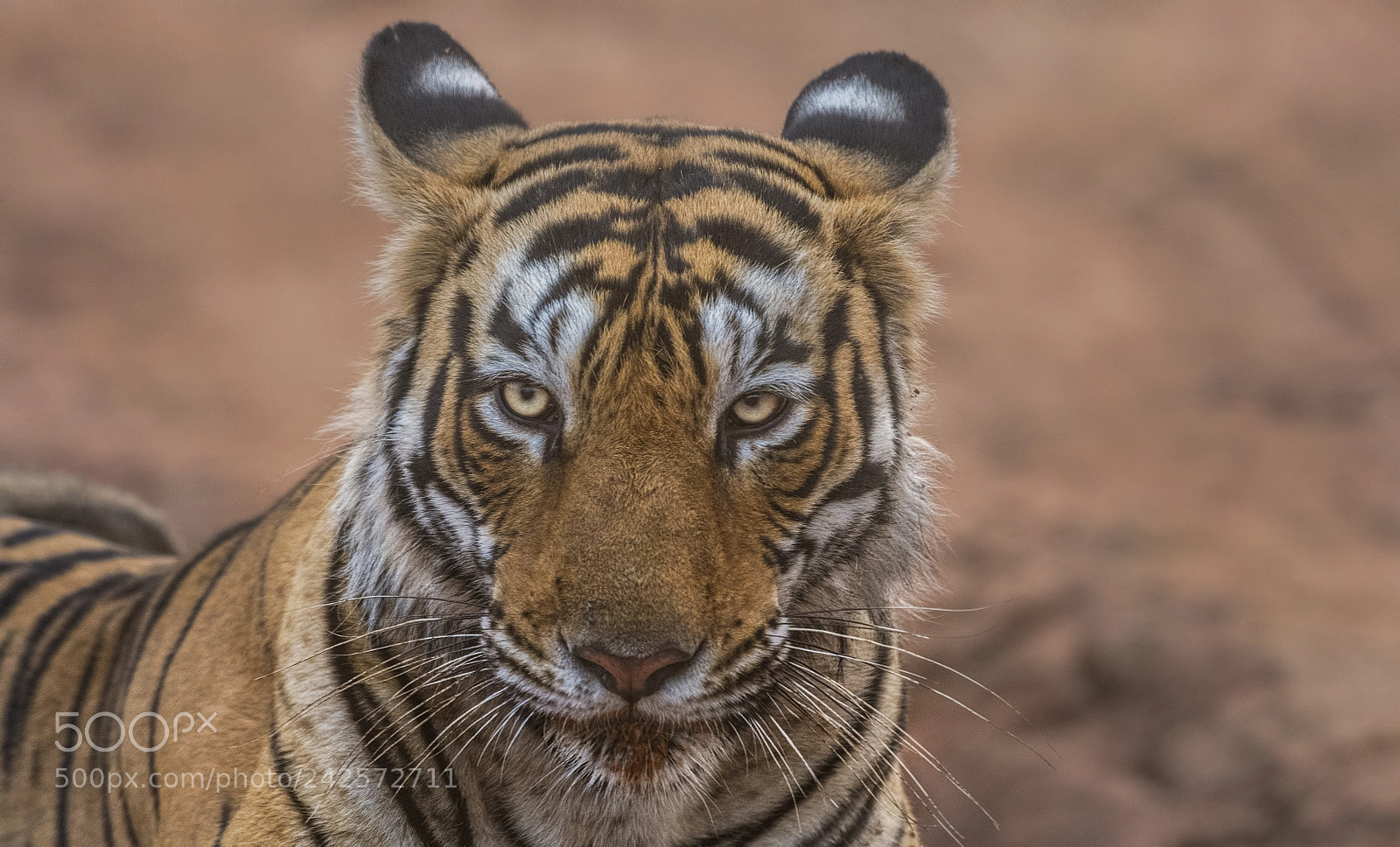 Nikon D500 sample photo. T-84 photography