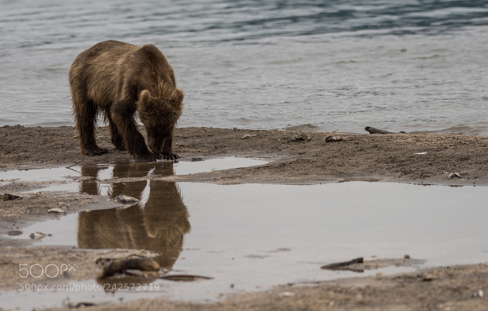 Nikon D810 sample photo. Reflected photography