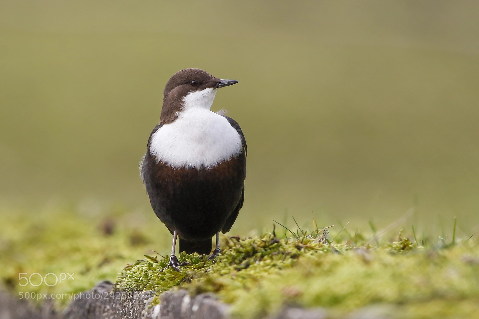 Canon EOS 7D Mark II sample photo. White-throated dipper photography