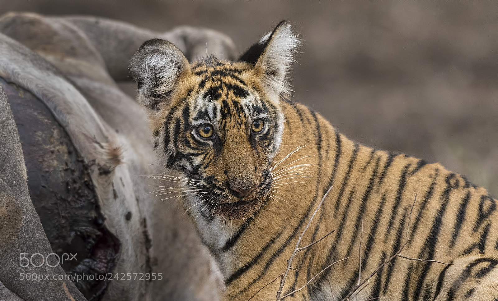 Nikon D500 sample photo. T-8-cubs photography