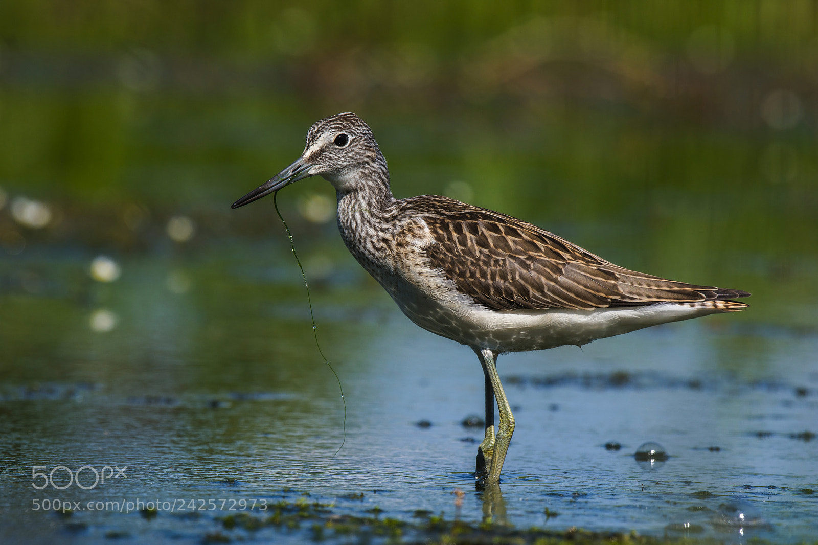Nikon D7200 sample photo. Greenshank photography