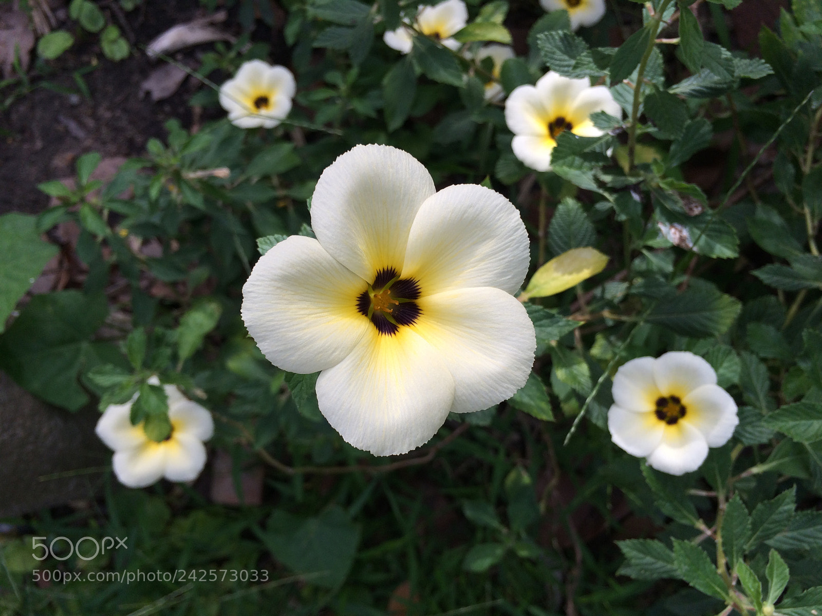 Apple iPhone 5s sample photo. Hoa trang nam canh photography