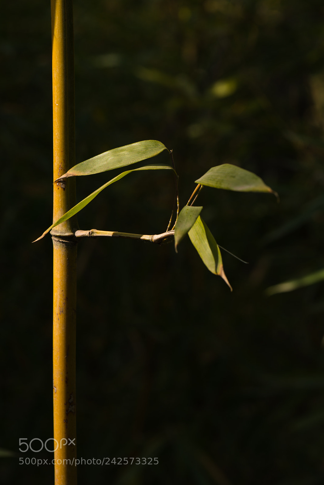 Nikon D800E sample photo. Bamboo photography