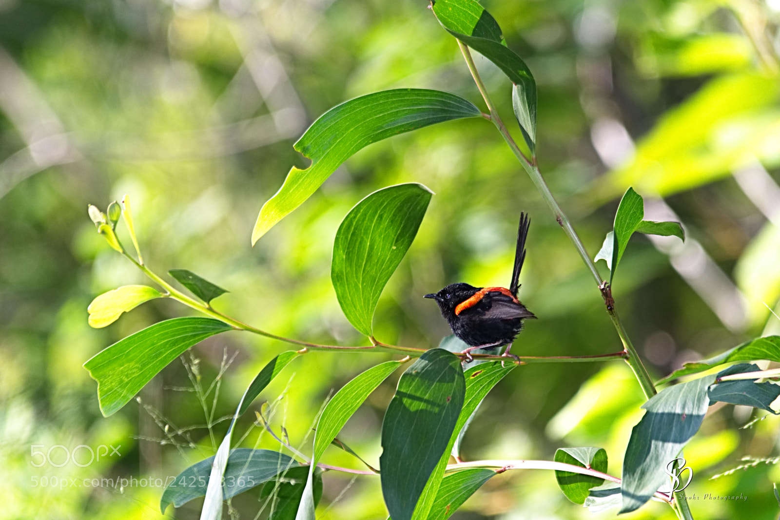 Nikon D500 sample photo. Scarlet backed wren malurus photography