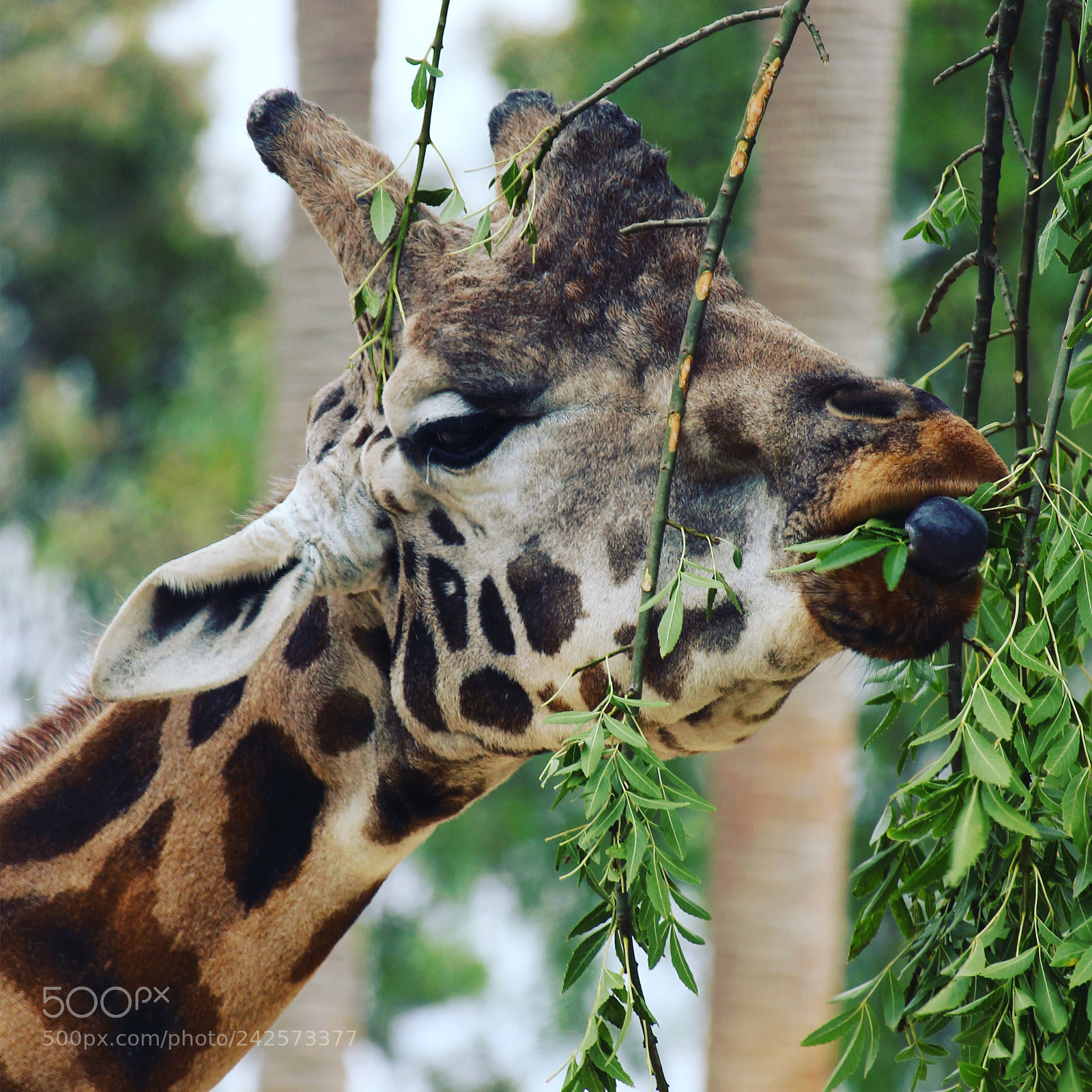 Canon EOS 700D (EOS Rebel T5i / EOS Kiss X7i) sample photo. A hungry giraffe munching photography