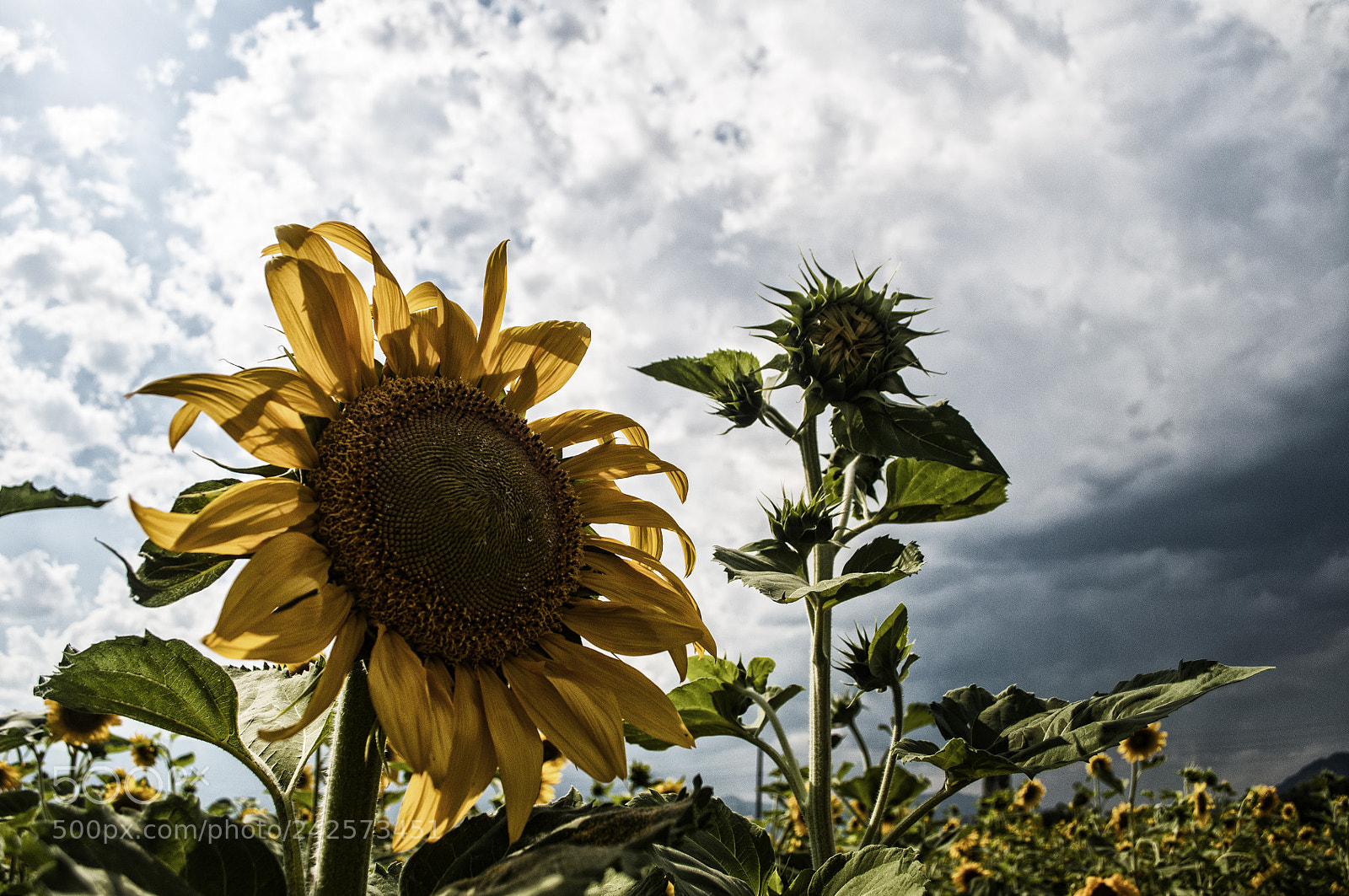 Nikon D5000 sample photo. Sunflower photography