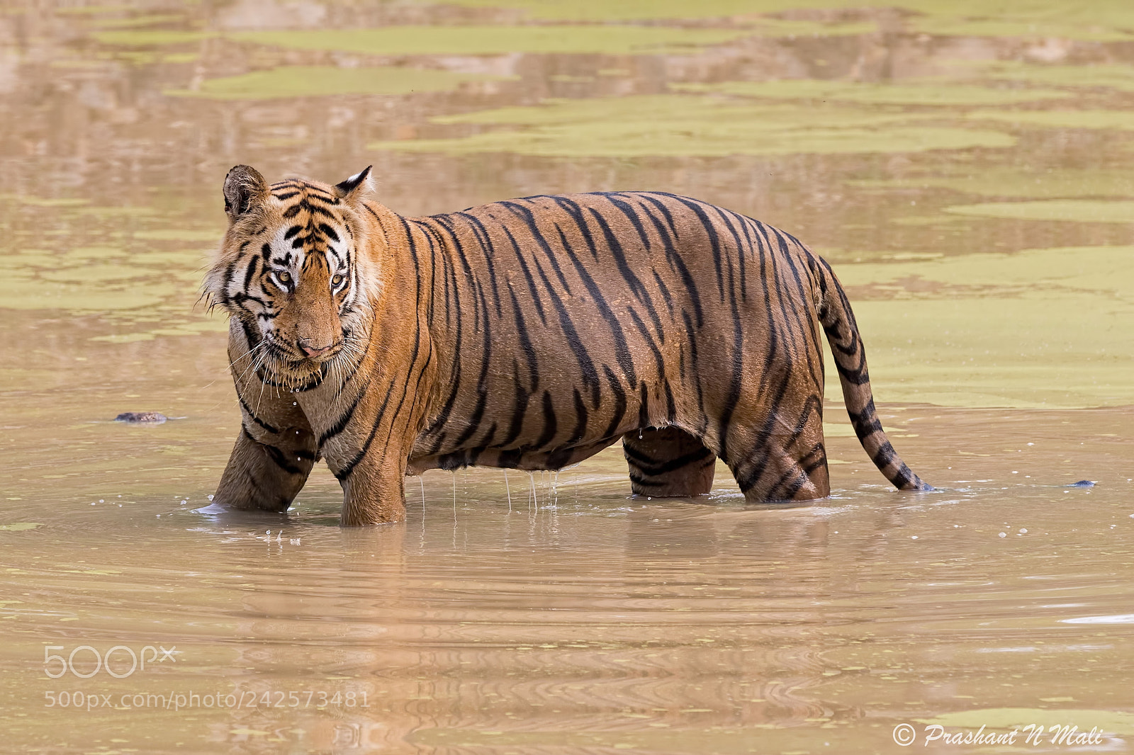 Canon EOS 7D Mark II sample photo. After the bath photography