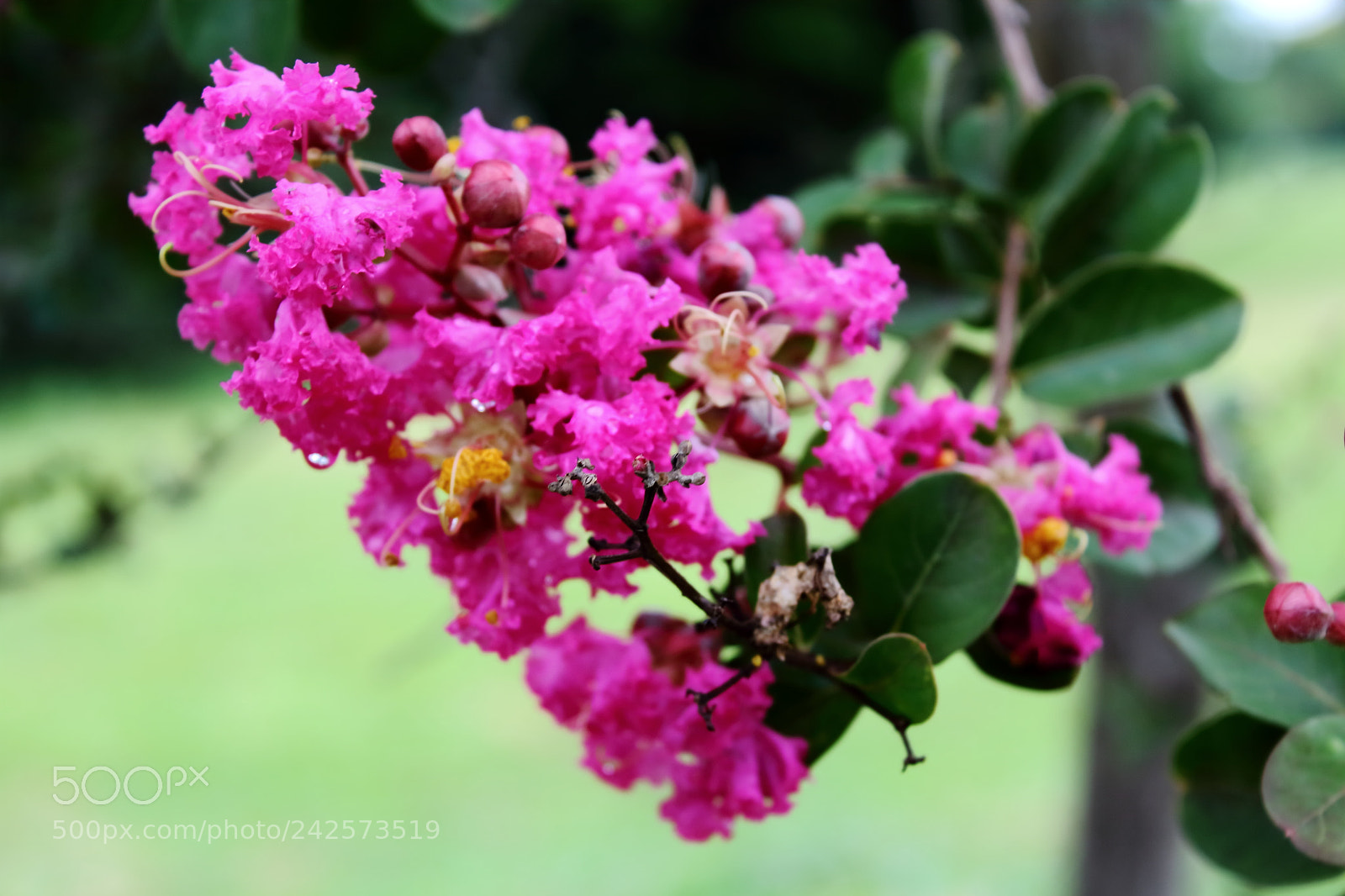 Canon EOS 1200D (EOS Rebel T5 / EOS Kiss X70 / EOS Hi) sample photo. Flores photography