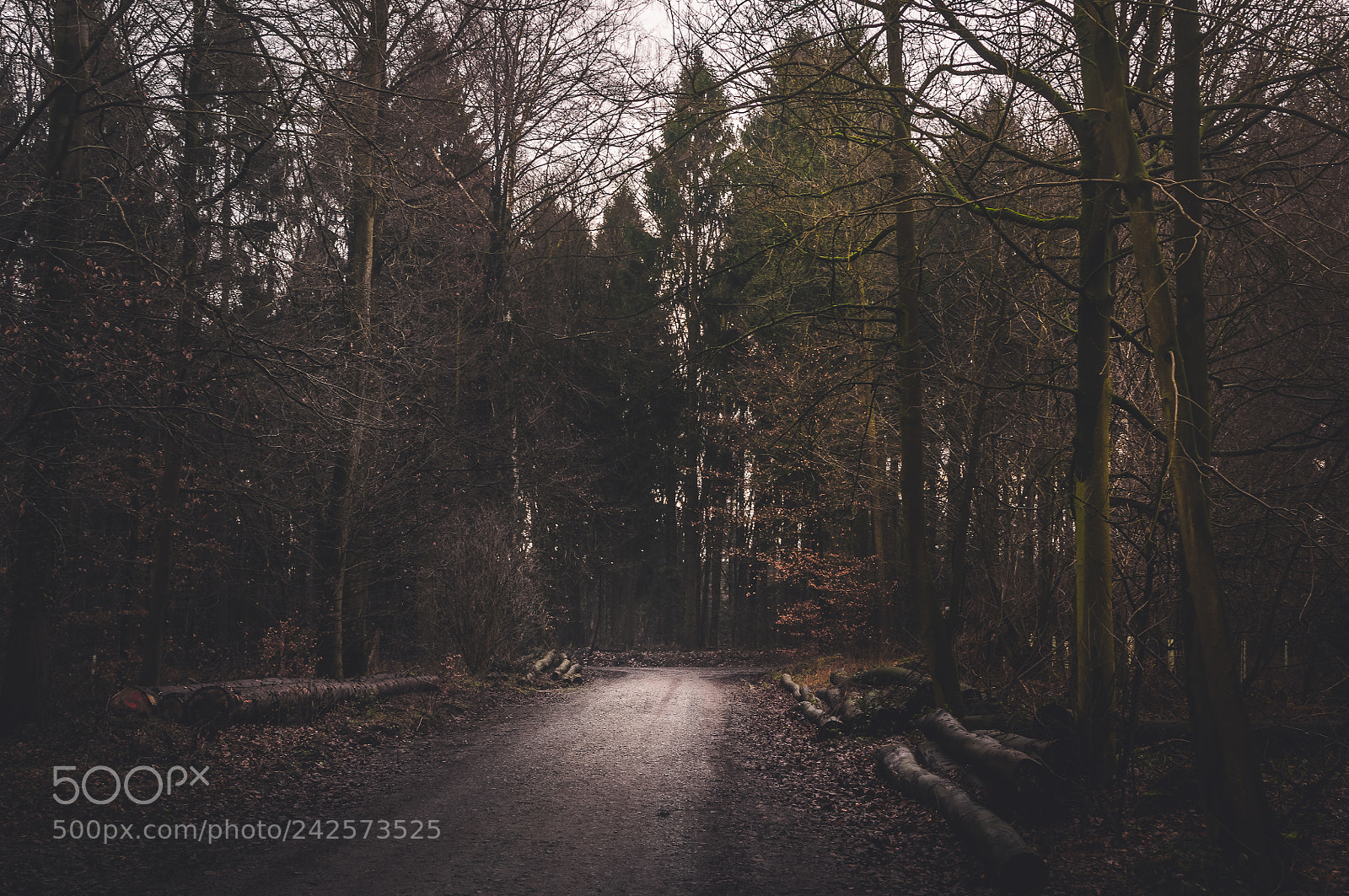 Nikon D5000 sample photo. Into the dark woods photography