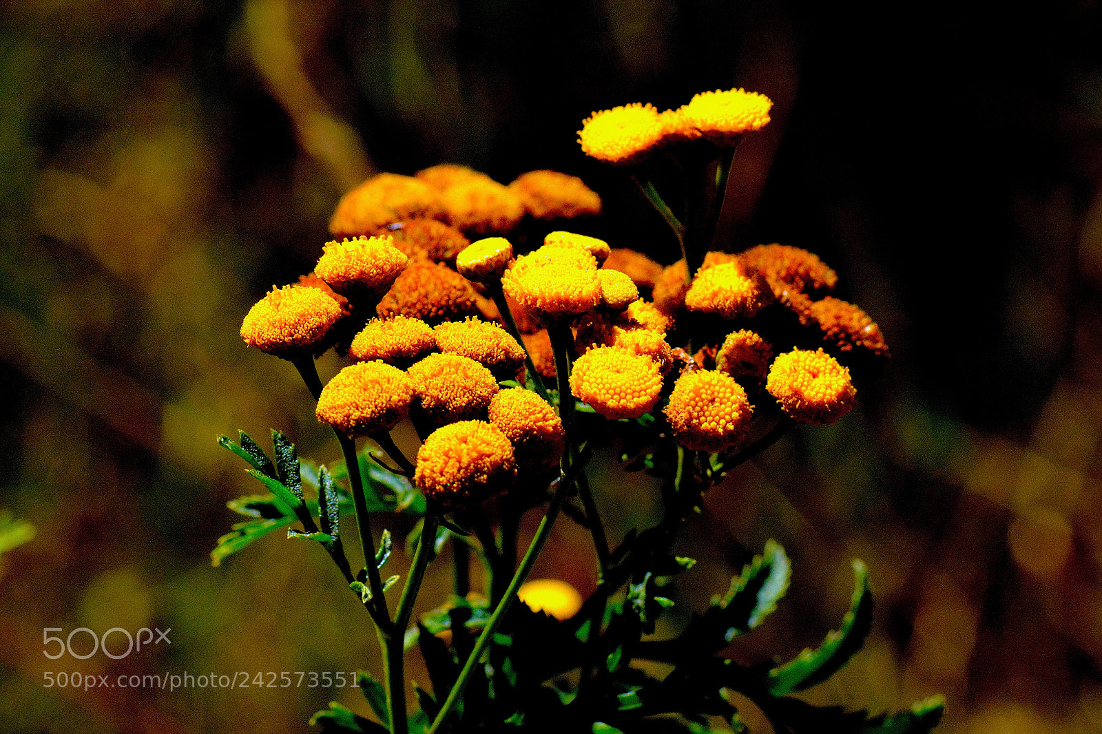 Nikon D7100 sample photo. Buttercups shot in natural photography