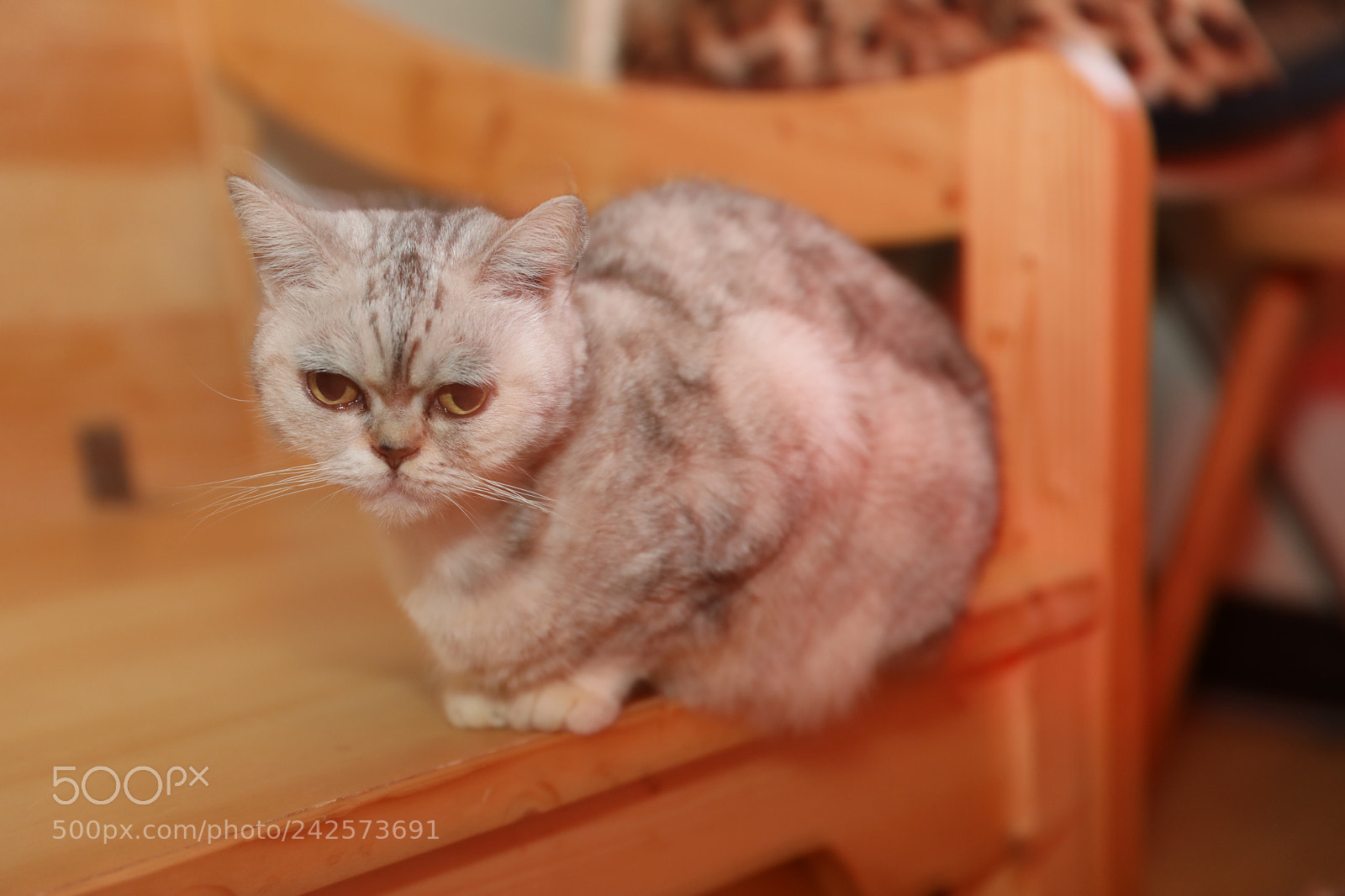 Canon EF 24-70mm F2.8L II USM sample photo. Untitled photography