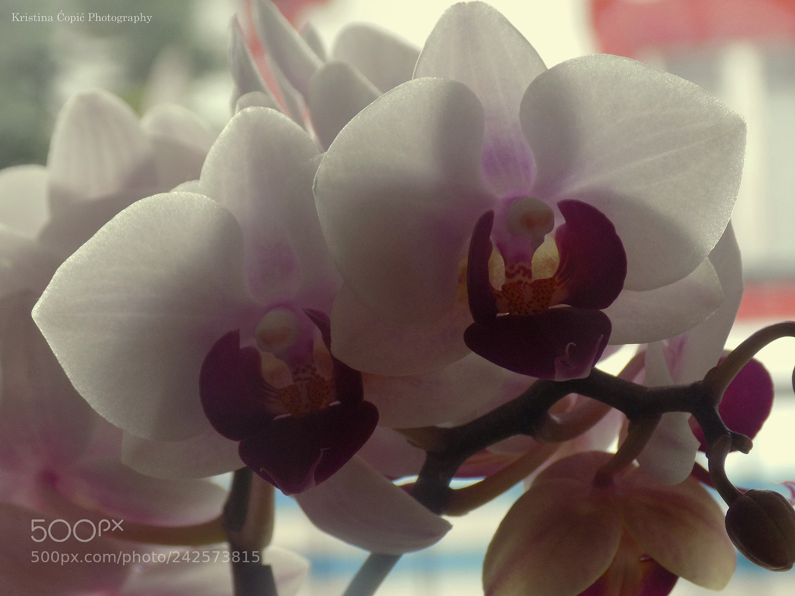 Nikon COOLPIX L340 sample photo. Orchids photography