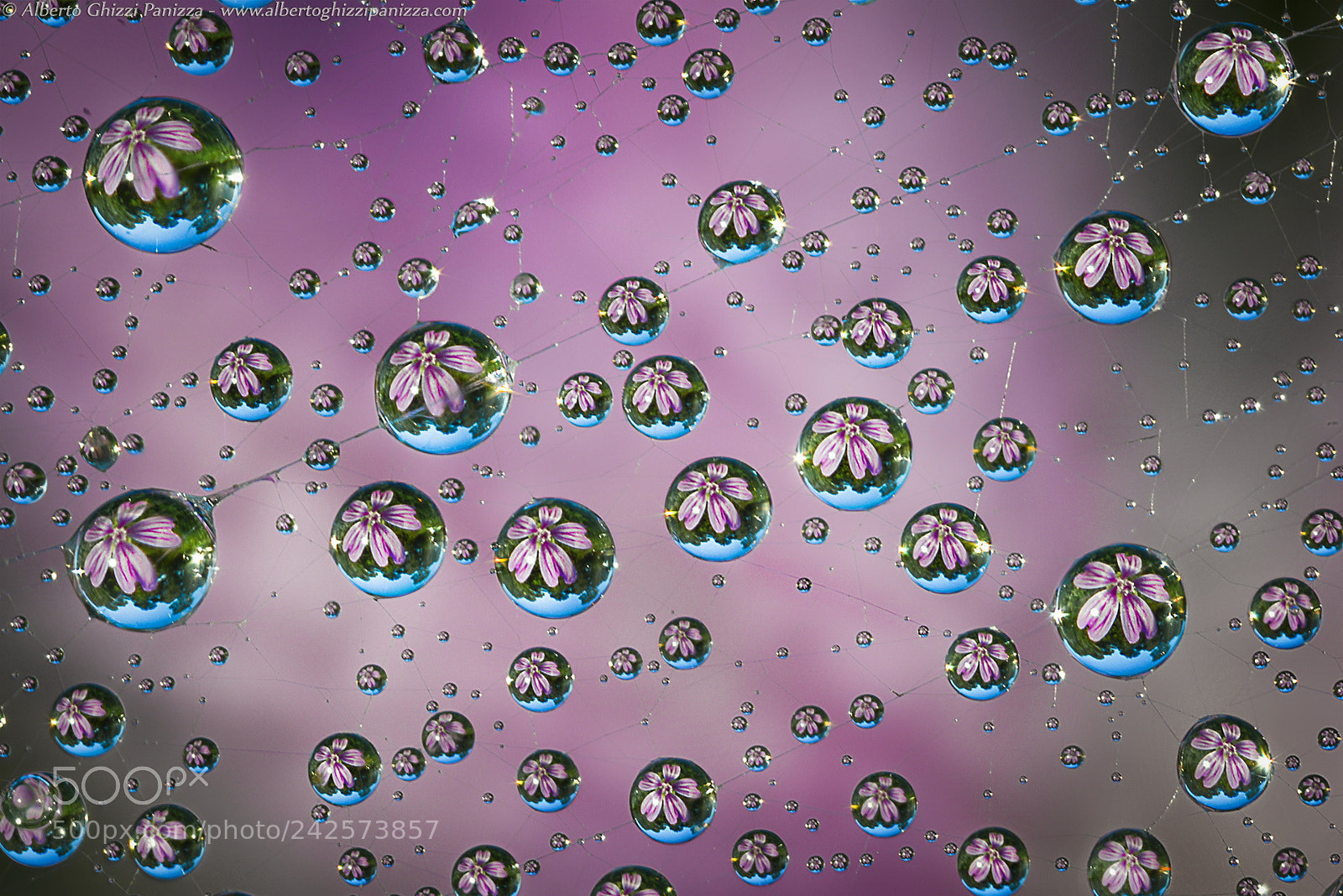Nikon D800E sample photo. Dew on spiderweb with photography