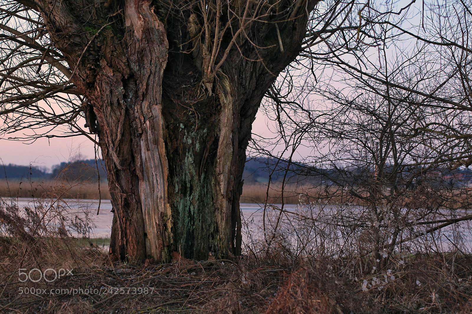 Canon EOS-1D Mark IV sample photo. Untitled photography