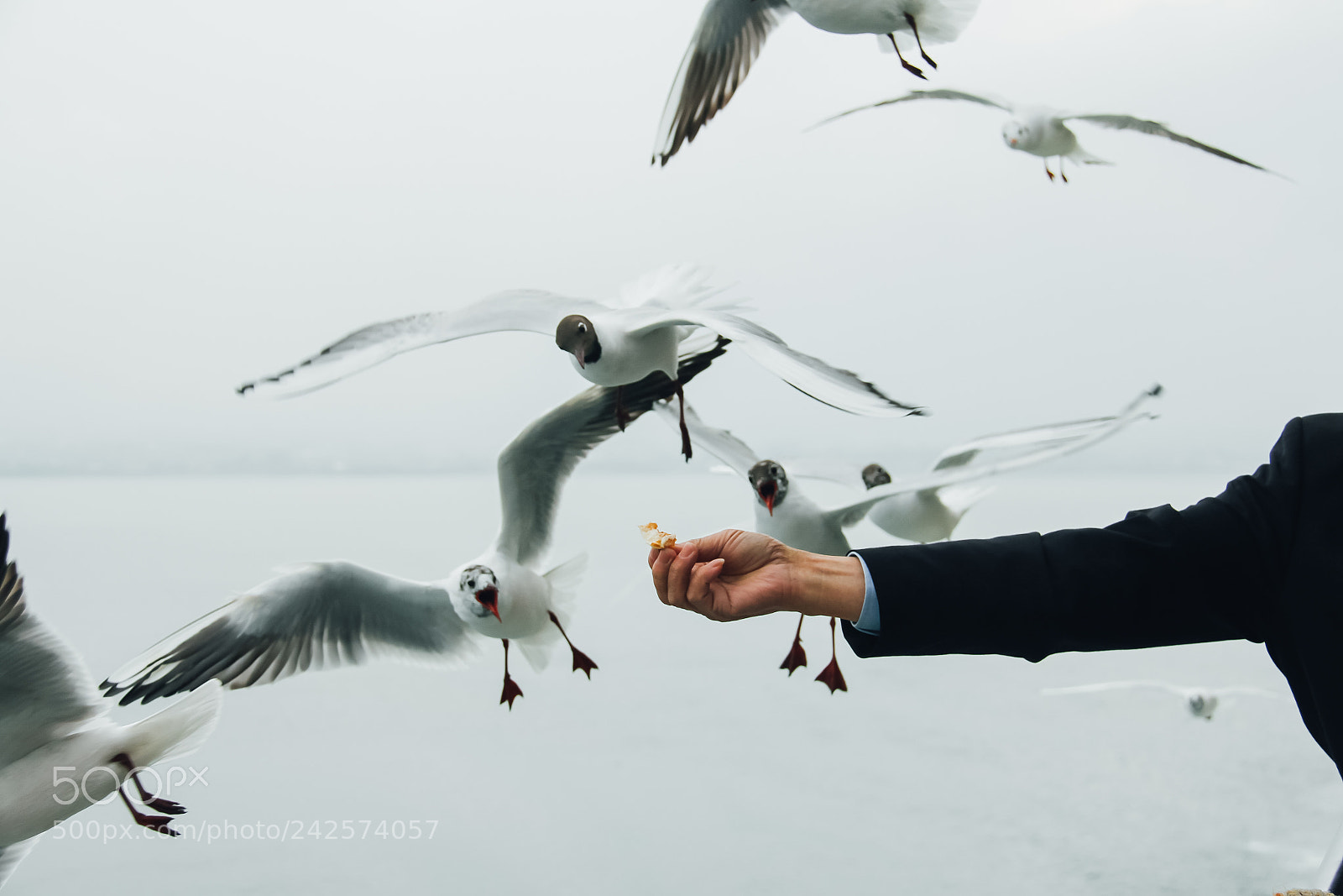 Canon EOS 60D sample photo. Seagulls feeding photography