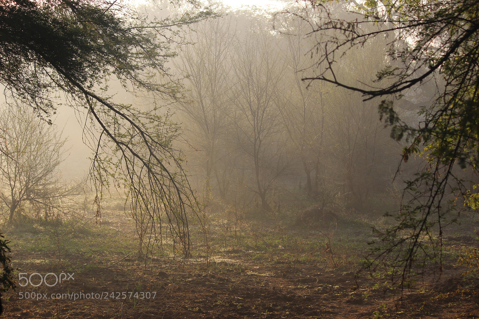 Canon EF-S 55-250mm F4-5.6 IS II sample photo. Morning breeze at woods photography